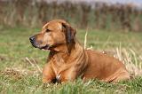 RODESIAN RIDGEBACK 081